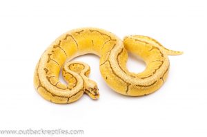 Killer Blast Orange Dream Enchi adult breeder ball python for sale