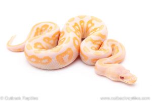 lavender albino cinnamon ball python for sale