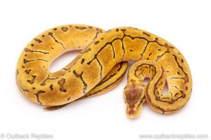 Lemon Blast het Desert GHost ball python for sale