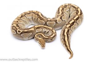 Lesser het clown ball python for sale