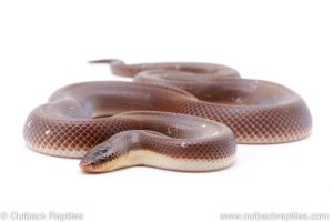 new world python loxocemus bicolor