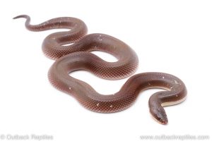 new world python loxocemus bicolor
