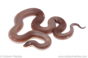 new world python loxocemus bicolor