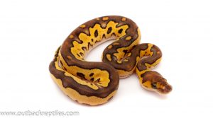 mojave clown ball python for sale