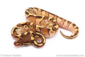 Mojave enchi ball python for sale