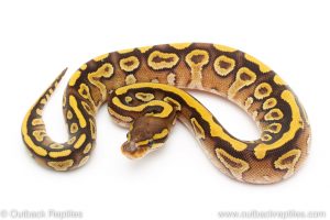 mojave yellow belly ball python for sale