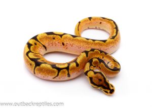 Orange Dream spider ball python for sale