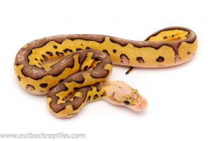 pastave clown male ball python for sale