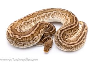 pastave leopard adult breeder ball python for sale