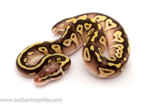 Pastave het clown ball python for sale