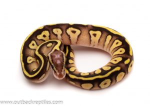 pastave het clown ball python for sale