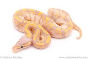pastel banana ball python for sale
