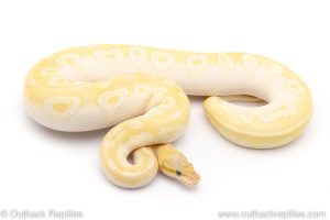 pastel crystal ball pythons for sale