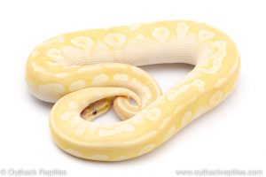 Pastel crystal ball pythons for sale