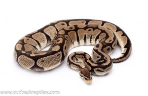 pastel dh g-stripe axanthic ball python for sale