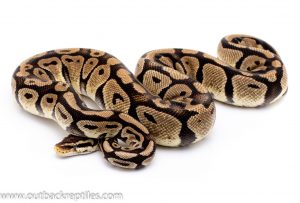 Pastel dh g-stripe axanthic ball python for sale