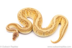 Orange Dream Pastel Lesser Pinstripe ball pythons for sale