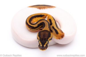 pied het VPI Axanthic ball python for sale