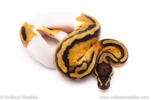 pied het VPI Axanthic ball python for sale