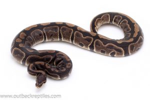 Sable het pied ball python for sale