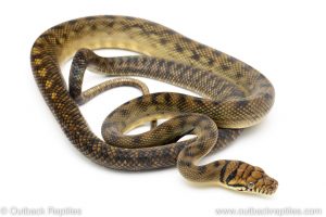 sorong barneck scrub python for sale