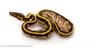 striped mojave ball python for sale