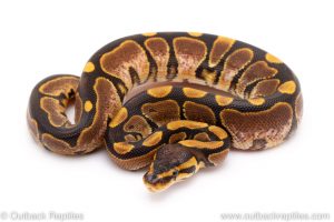 sugar ball python for sale