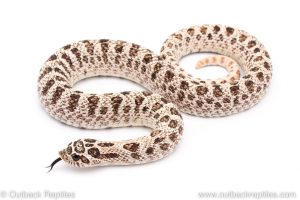 super arctic hognose snake for sale