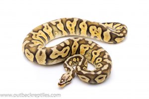 Super Pastel scaleless head adult breeder ball python for sale