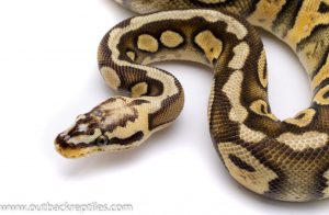 Super Pastel scaleless head adult breeder ball python for sale