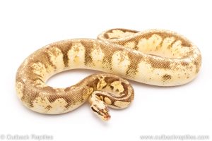 super pastel sugar ball pythons for sale