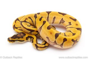Super Enchi ball python for sale