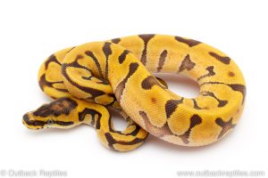 Super Enchi ball python for sale