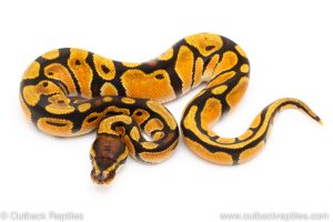 super orange dream ball python for sale
