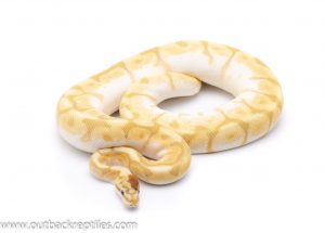 Ghost enchi butter bee ball python for sale