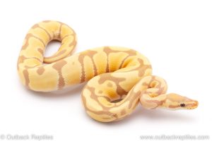 toffee candy ball pythons for sale