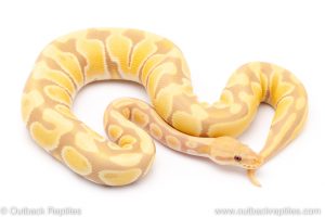 toffee candy ball pythons for sale