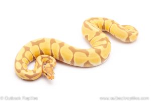 toffee pos het VPI Axanthic ball pythons for sale