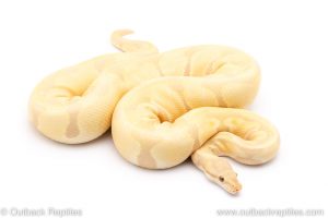 Toffino ball python for sale