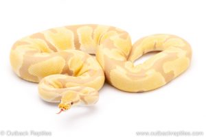 Toffino ball python for sale