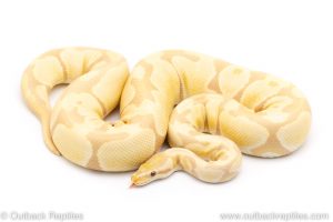 Toffino ball python for sale