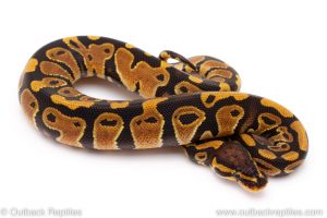 Triple het lavender clown pied ball python for sale