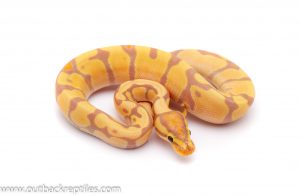 Banana enchi het clown ball python for sale