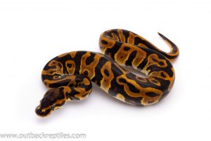 leopard het pied ball python for sale