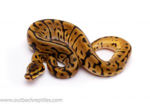 leopard spider het pied ball python for sale