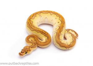 lesser clown possible het ghost for sale