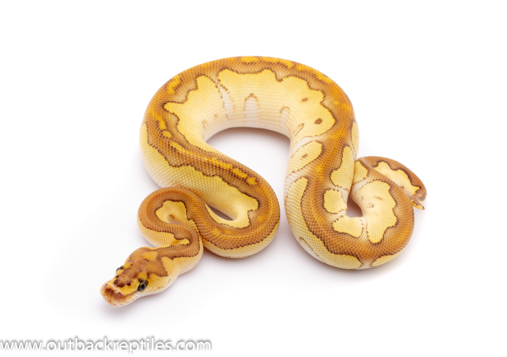 lesser clown ph ghost | Outback Reptiles