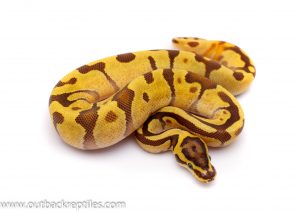 super enchi fire ball python for sale