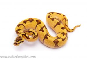 super enchi fire ball python for sale