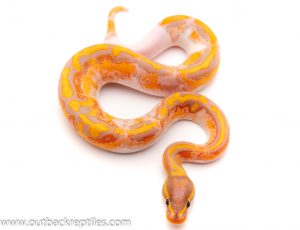 banana pied ball python for sale